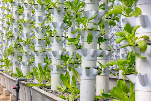 hydroponic tower garden