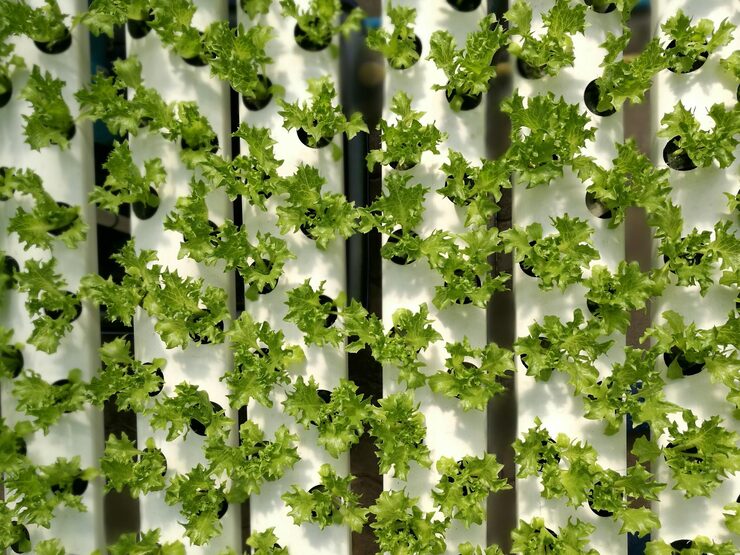aeroponics vertical farming