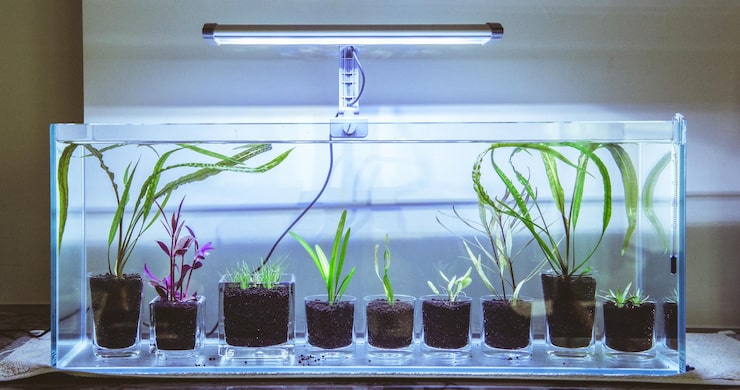 germination light
