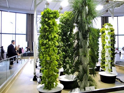 hydroponic gardening